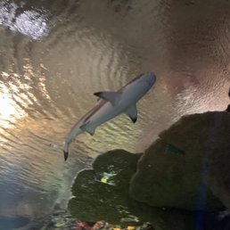 Shark tunnel... Shark tunnel...