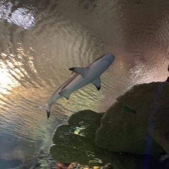 New York Aquarium - Shark tunnel... - Zoos Near Me - Brooklyn, New York New York Aquarium - Shark tunnel... - Zoos Near Me - Brooklyn, New York