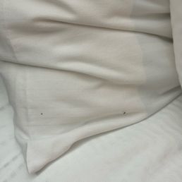 Multiple bed bugs on pillow Multiple bed bugs on pillow