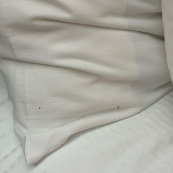 La Quinta By Wyndham - Branson - Multiple bed bugs on pillow - Hotels Near Me - Branson, Missouri La Quinta By Wyndham - Branson - Multiple bed bugs on pillow - Hotels Near Me - Branson, Missouri