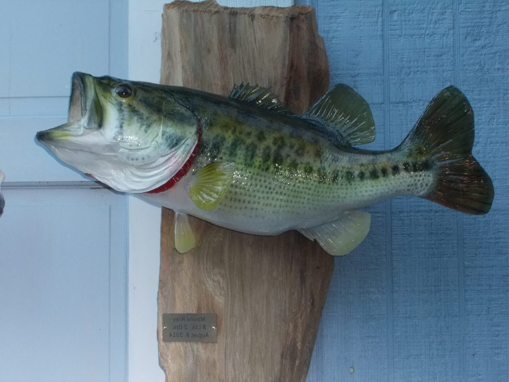 Euchee Creek Taxidermy - taxidermy in Grovetown, GA