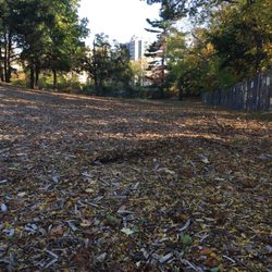 Port Chester Dog Park