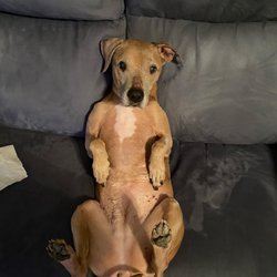 My sweet Dolce watching football with me.