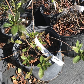Redfearn's Nursery - Nurseries & Gardening Near Me - Cedar Point, North Carolina