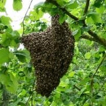 Arrow Applicators Pest Control People - untitled - Pest Control Near Me - Ada, Oklahoma Arrow Applicators Pest Control People - untitled - Pest Control Near Me - Ada, Oklahoma