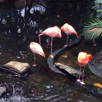 National Aviary - Lots of flamingos! - Zoos Near Me - Pittsburgh, Pennsylvania National Aviary - Lots of flamingos! - Zoos Near Me - Pittsburgh, Pennsylvania