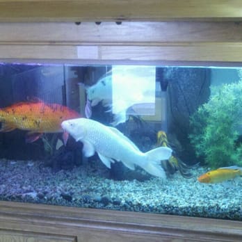 Vip Restaurant - Big fish in a little pond. - Korean Near Me - Anchorage, Alaska Vip Restaurant - Big fish in a little pond. - Korean Near Me - Anchorage, Alaska