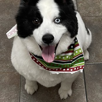 Flying Fur - Pet Groomers Near Me - Framingham, Massachusetts