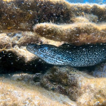 Bluewater Divers - Moray Eel - Boat Charters Near Me - Key Largo, Florida Bluewater Divers - Moray Eel - Boat Charters Near Me - Key Largo, Florida