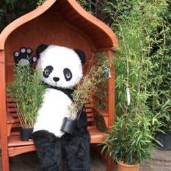 Trowell Garden Centre - Poppy our Panda in Plantarea