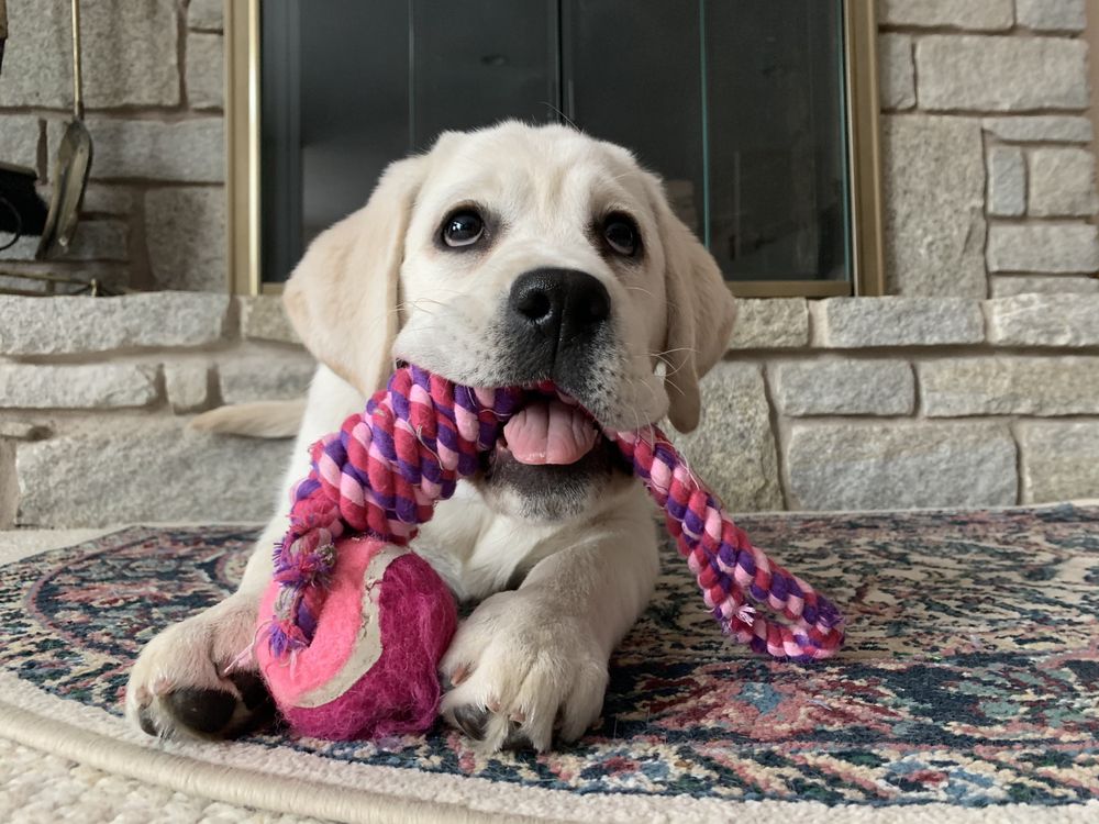 MOUNTAIN STREAM LABRADORS Updated May 2024 Request Information