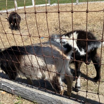 Rock 12 Distillery - Goats!! - Distilleries Near Me - Lompoc, California