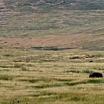 CSKT Bison Range - Bison - Ranches Near Me - Charlo, Montana CSKT Bison Range - Bison - Ranches Near Me - Charlo, Montana