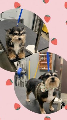 Candaces Pet Care Center - Dog and Cat Grooming, (All breeds).