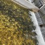 Photo of Moccasin Creek Trout Hatchery