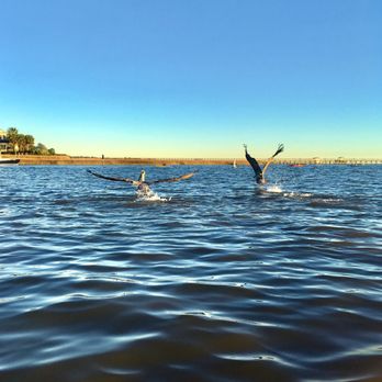 Coastal Expeditions - Beautiful birds taking off - Tours Near Me - Mount Pleasant, South Carolina