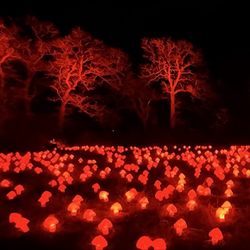 Harry Potter A Forbidden Forest Experience - Light up mushrooms