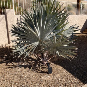 Serrano's Nursery - Gorgeous Bismarck - Nurseries & Gardening Near Me - Lake Havasu City, Arizona Serrano's Nursery - Gorgeous Bismarck - Nurseries & Gardening Near Me - Lake Havasu City, Arizona