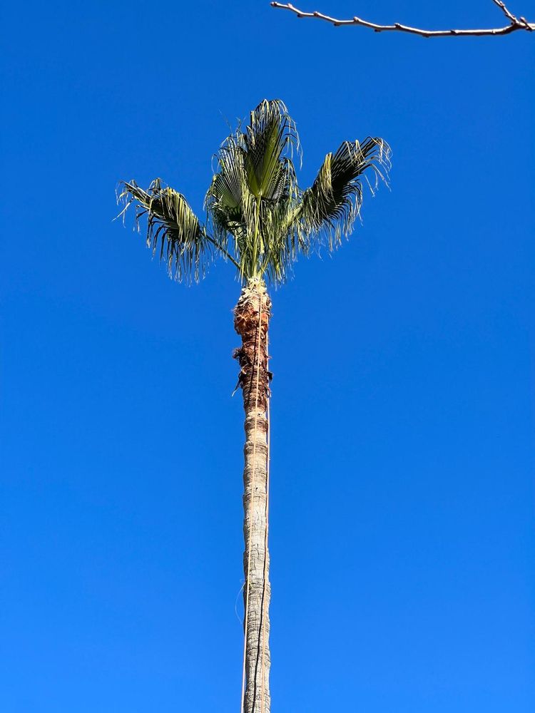 Lucatero Tree Services - tree service in San Jose, CA