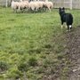 Photo of Atlantic Sheepdogs