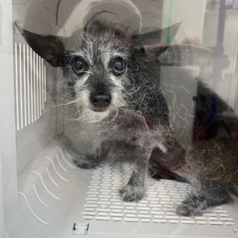 Carlito’s Groom Room - Pet Groomers Near Me - Bend, Oregon