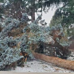 Tony's Tree Service - Winter storm 2024 backyard pine down (before)