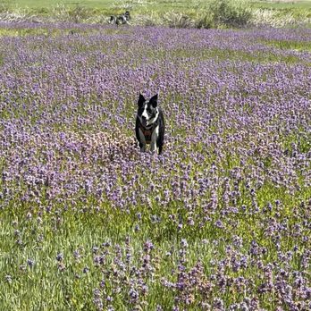 Connected Performance Dog Training - Freddie looking forward to his next agility class. - Pet Training Near Me - Reno, Nevada Connected Performance Dog Training - Freddie looking forward to his next agility class. - Pet Training Near Me - Reno, Nevada