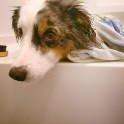 Pawlished Paws - Vinny Loves Bath Time
