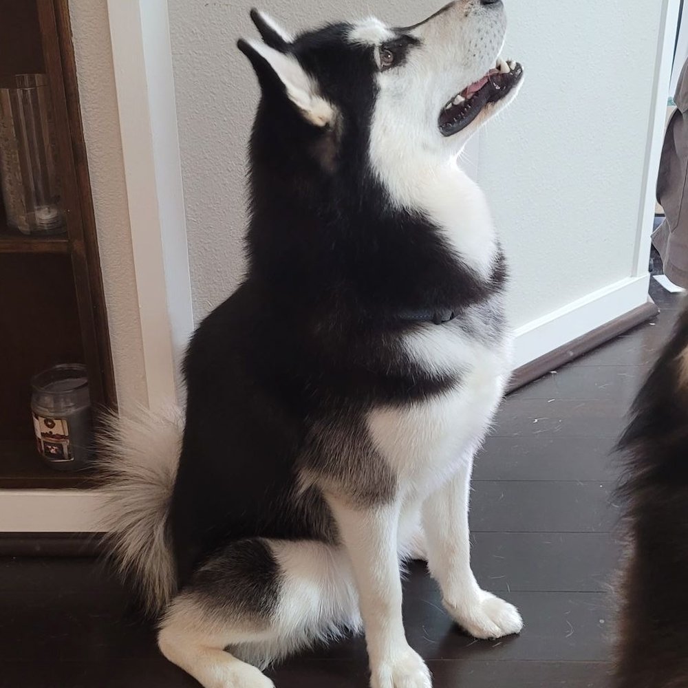 Petco - Fur is sparkling white again, thanks Nico! - Pet Stores Near Me - Ewa, Hawaii Petco - Fur is sparkling white again, thanks Nico! - Pet Stores Near Me - Ewa, Hawaii