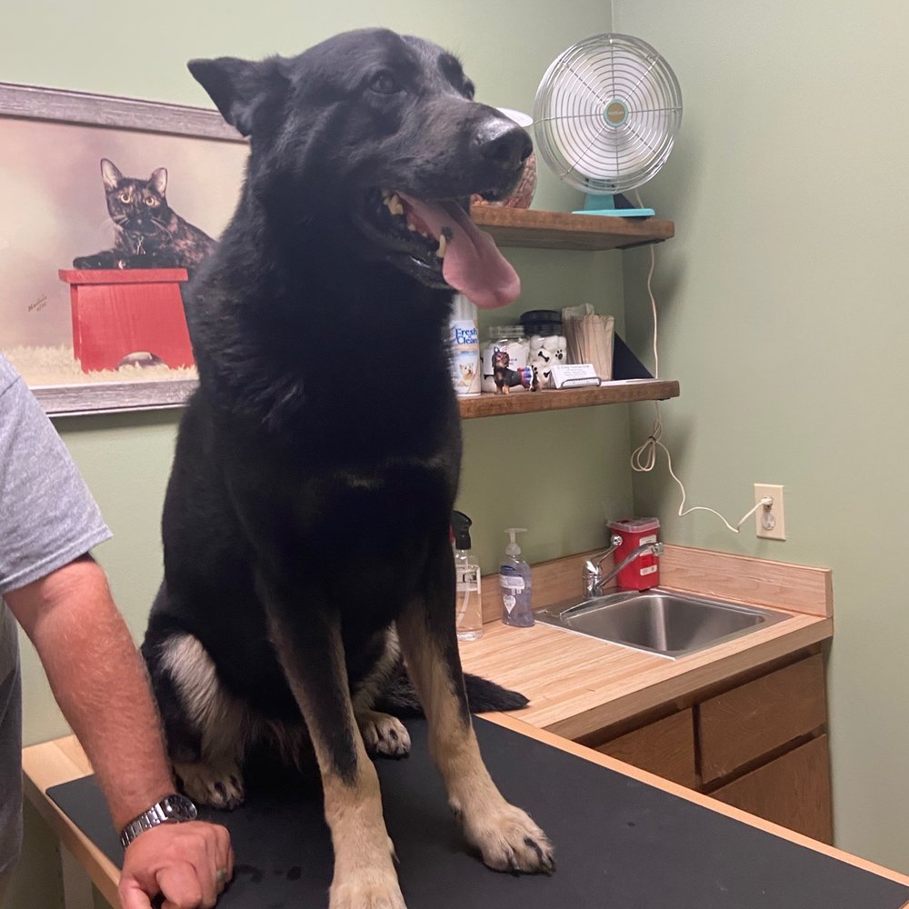 Craig Thomas DVM - 100 pound German Shepherd who refuses to be examined on the floor - Veterinarians Near Me - Bethany, Oklahoma Craig Thomas DVM - 100 pound German Shepherd who refuses to be examined on the floor - Veterinarians Near Me - Bethany, Oklahoma