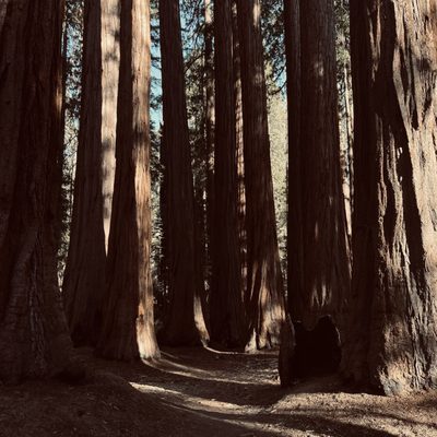 Sequoia National Forest by null