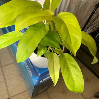 Wegmans - "Dead" plant - Grocery Near Me - Brooklyn, New York