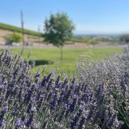 Lavender bushes just outside the tasting room. Lavender bushes just outside the tasting room.