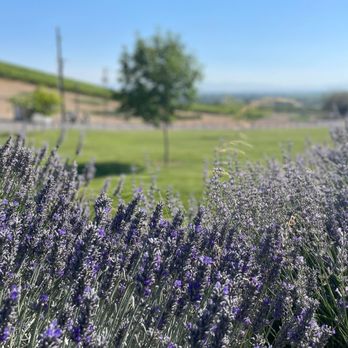 Owen Roe - Lavender bushes just outside the tasting room. - Wineries Near Me - Wapato, Washington Owen Roe - Lavender bushes just outside the tasting room. - Wineries Near Me - Wapato, Washington