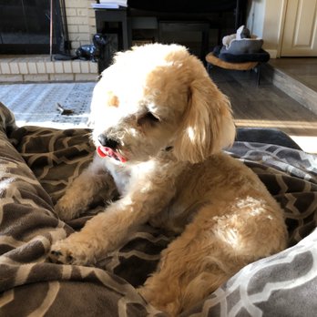 Dee's All Breed Grooming - Phoebe too! They look like puppies again. - Pet Stores Near Me - Modesto, California