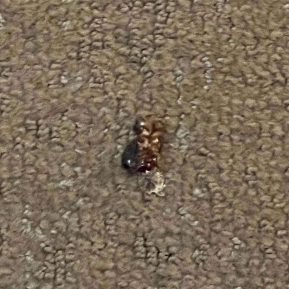 Forest Villas Hotel - Cockroach we killed in the room. - Hotels Near Me - Prescott, Arizona