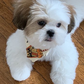 Keesh-Hound Groom Room - My lil fur baby is so handsome - Pet Groomers Near Me - Westchester, Illinois