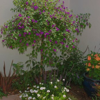 Steve Harbour Landscapes - a tree with purple flowers - Landscaping Near Me Steve Harbour Landscapes - a tree with purple flowers - Landscaping Near Me