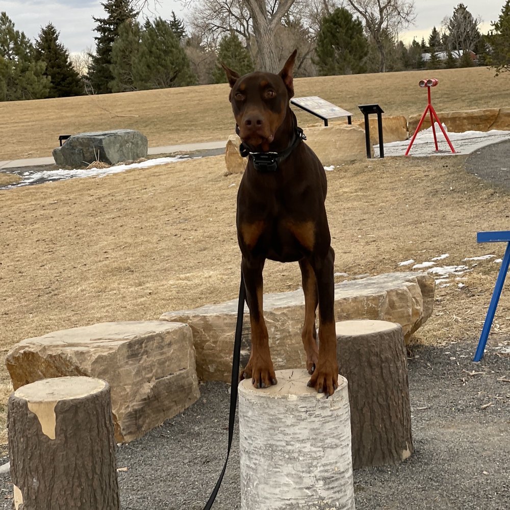 Pup Master Academy - Pet Training Near Me Pup Master Academy - Pet Training Near Me