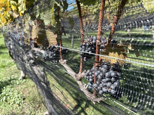 Truro Vineyards by null