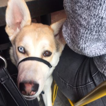 Breakfast Republic - Pups are welcome on the patio!!! - Breakfast & Brunch Near Me - San Diego, California Breakfast Republic - Pups are welcome on the patio!!! - Breakfast & Brunch Near Me - San Diego, California