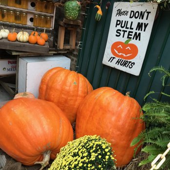 Amidei Mercantino - a pile of pumpkins - Grocery Near Me - Lake Forest, Illinois Amidei Mercantino - a pile of pumpkins - Grocery Near Me - Lake Forest, Illinois