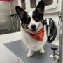 Photo of The Station Waggin