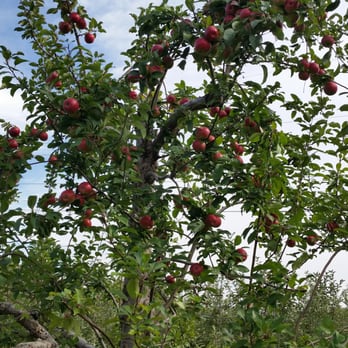 Hurds Family Farm - They had signs on the rows of trees what kind they were (gala, fuji etc). We enjoyed walking to the middle if the rows to pick - Fruits & Veggies Near Me - Modena, New York