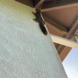 All N One Pest Eliminators - Need help with squirrels give us a call