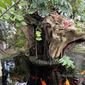 Rainforest Flora - Nurseries & Gardening Near Me - Torrance, California Rainforest Flora - Nurseries & Gardening Near Me - Torrance, California
