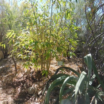 Bamboo Ranch - Nurseries & Gardening Near Me - Tucson, Arizona