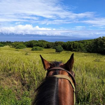 Ironwood Ranch - Bruno Mars doing his thing! Great horse. - Horseback Riding Near Me - Lahaina, Hawaii Ironwood Ranch - Bruno Mars doing his thing! Great horse. - Horseback Riding Near Me - Lahaina, Hawaii