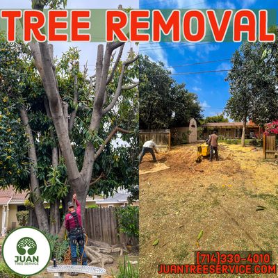 Tree Removal W/ Stump Grinding - Removal of unwanted trees in a bad location. Tree Removal with stump grinding and debris hauled away. Tree Removal W/ Stump Grinding - Removal of unwanted trees in a bad location. Tree Removal with stump grinding and debris hauled away.
