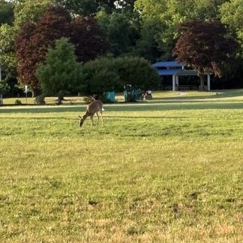 Millcreek Park - White tailed deer - Parks Near Me - Willingboro, New Jersey Millcreek Park - White tailed deer - Parks Near Me - Willingboro, New Jersey